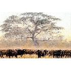 非洲自然风光动物犀牛油画，大幅尺寸客厅。会议厅气派装饰画1194