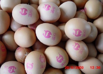 供应上海鸡蛋喷码机13701889890
