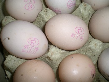 鸡蛋喷码机